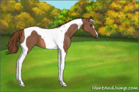 Horse Color:Chestnut Tobiano