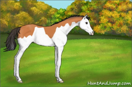 Horse Color:Bay Splash