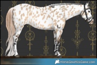 Horse Color:Bay Dun Near Leopard 