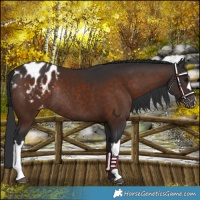Horse Color:Brown Appaloosa Rabicano