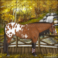 Horse Color:Buckskin Blanket 