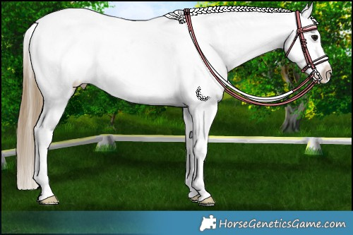 Horse Color:Smoky Black Tobiano Appaloosa 