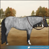 Horse Color:Blue Roan 