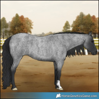 Horse Color:Blue Roan