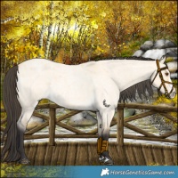 Horse Color:Buckskin Roan Dun Splash Frame 