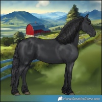 Horse Color:Black 