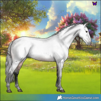 Horse Color:Gray Bay Roan 