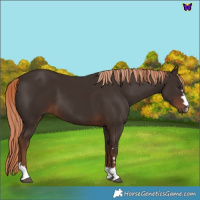 Horse Color:Liver Chestnut 