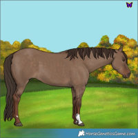Horse Color:Liver Red Dun 