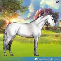 Horse Color:Gray Bay 