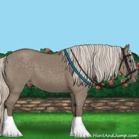 Horse Color:Silver Grullo Appaloosa