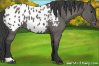 Horse Color:Grullo Appaloosa 