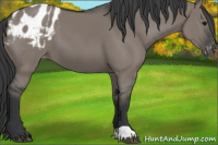 Horse Color:Grullo Appaloosa 
