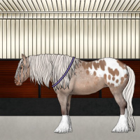 Horse Color:Silver Brown Dun Appaloosa