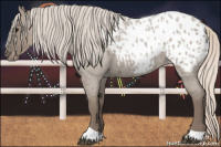 Horse Color:Silver Grullo Roan Appaloosa 