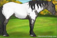 Horse Color:Grullo Near Fewspot 