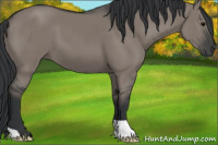 Horse Color:Grullo 