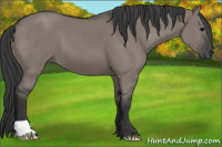 Horse Color:Grullo 
