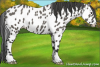 Horse Color:Grullo Appaloosa 