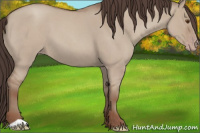 Horse Color:Classic Champagne Roan Dun 