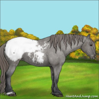 Horse Color:Grullo Snowcap 