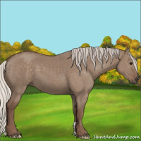 Horse Color:Silver Grullo 