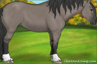 Horse Color:Grullo 