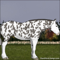 Horse Color:Grullo Splash Appaloosa