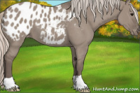 Horse Color:Silver Grullo Appaloosa