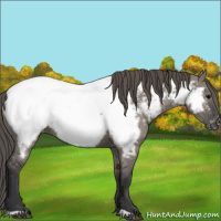 Horse Color:Grullo Appaloosa 
