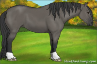 Horse Color:Grullo