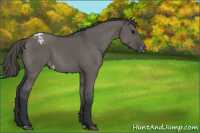Horse Color:Grullo Appaloosa 