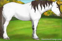 Horse Color:Bay Dun Appaloosa 