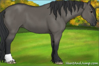 Horse Color:Grullo 