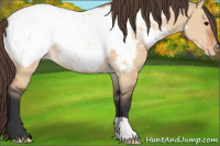Horse Color:Bay Dun Appaloosa 