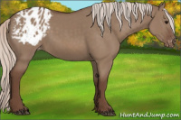 Horse Color:Silver Grullo Appaloosa 