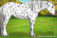 Horse Color:Grullo Appaloosa 