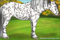 Horse Color:Grullo Appaloosa 