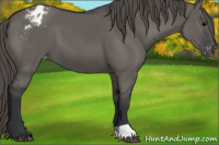 Horse Color:Grullo Appaloosa 