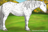 Horse Color:Grullo Appaloosa 