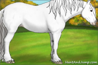 Horse Color:Grullo Appaloosa 