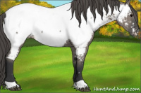 Horse Color:Grullo Appaloosa 