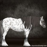 Horse Color:Grullo Appaloosa 