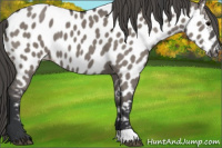 Horse Color:Grullo Appaloosa 