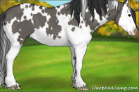 Horse Color:White Spotted Grullo Splash 