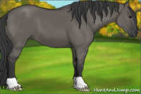 Horse Color:Grullo 