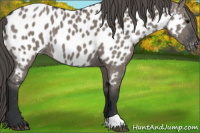 Horse Color:Grullo Appaloosa 