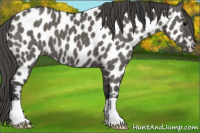 Horse Color:Grullo Appaloosa 