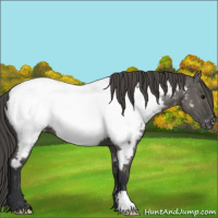 Horse Color:Grullo Appaloosa 