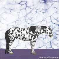Horse Color:Black Tobiano Leopard 